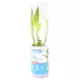 Product Top Fin® Lucky Bamboo Live Plant