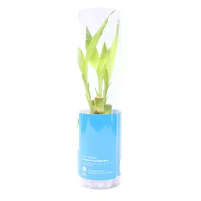 Product Top Fin® Lucky Bamboo Live Plant