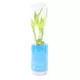 Product Top Fin® Lucky Bamboo Live Plant