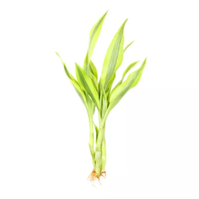 Product Top Fin® Gold Ribbon Live Plant