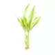 Product Top Fin® Gold Ribbon Live Plant