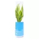 Product Top Fin® Gold Ribbon Live Plant