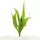 Product Top Fin® Malaysian Red Live Plant
