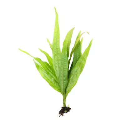 Product Top Fin® Malaysian Red Live Plant