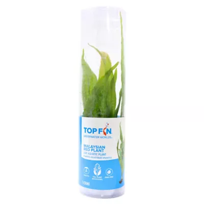 Product Top Fin® Malaysian Red Live Plant