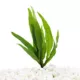 Product Top Fin® Java Fern Live Aquatic Plant