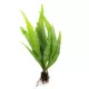 Product Top Fin® Java Fern Live Aquatic Plant