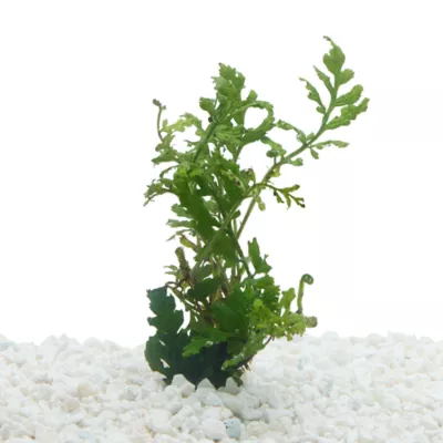 Product Top Fin® African Water Fern Live Plant