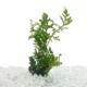 Product Top Fin® African Water Fern Live Plant