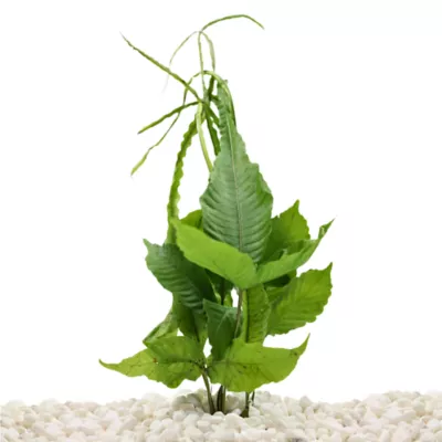 Product Top Fin® Bolbitis Long Tail Live Aquatic Plant