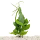 Product Top Fin® Bolbitis Long Tail Live Aquatic Plant