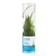 Product Top Fin® Bolbitis Long Tail Live Aquatic Plant