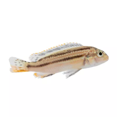 Product Assorted African Cichlids