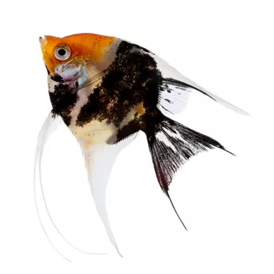 Product Koi Angelfish