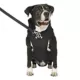 Product Canada Pooch Complete Control Harness Dog Winter Jacket - Black