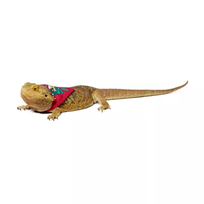 Product Merry & Bright® Reptile Holiday Bandanas