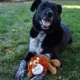 Product KONG® Cozie Nate Lion Plush Dog Toy