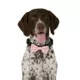 Product Merry & Bright® Light-Up Collar Slide