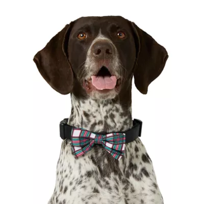 Product Merry & Bright® Light-Up Collar Slide