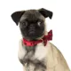 Product Merry & Bright® Gingham Holiday Dog Collar