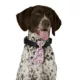 Product Merry & Bright® Light-Up Collar Slide