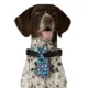 Product Merry & Bright® Light-Up Collar Slide