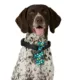 Product Merry & Bright® Light-Up Collar Slide