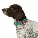 Product Merry & Bright® Trees Holiday Dog Collar
