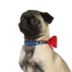 Product Merry & Bright® Presents Holiday Dog Collar