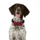 Product Merry & Bright® Light-Up Collar Slide