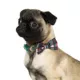 Product Merry & Bright® Plaid Collar