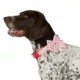 Product Merry & Bright® Pink Candy Cane Collar