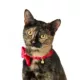 Product Merry & Bright® Cat Collar