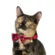 Product Merry & Bright® Gingham Cat Collar
