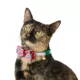 Product Merry & Bright® Holiday Cat Collar