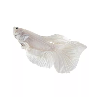 Product Platinum Betta Male