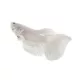 Product Platinum Betta Male