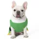 Product Elf: Buddy the Elf Holly Dog Sweater