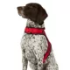 Product Merry & Bright® Gingham Vest Harness