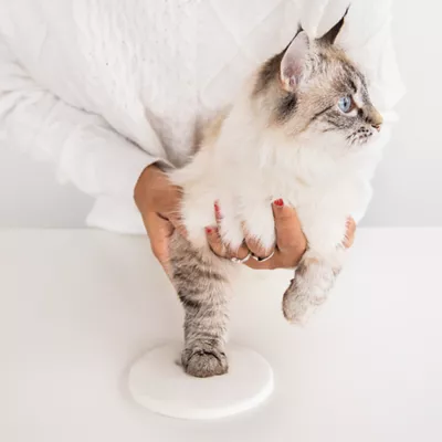 Product Holiday Paw Print Ornament