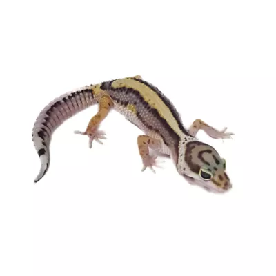 Product Fancy Leopard Gecko