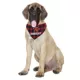 Product Rudolph® Plaid Dog Bandana