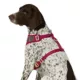 Product Merry & Bright® Plaid Holiday Harness