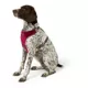 Product Merry & Bright® Velvet Holiday Harness