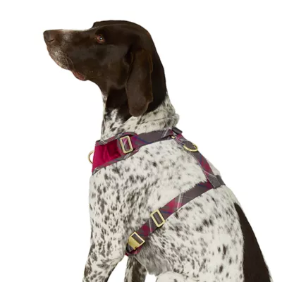 Product Merry & Bright® Velvet Holiday Harness