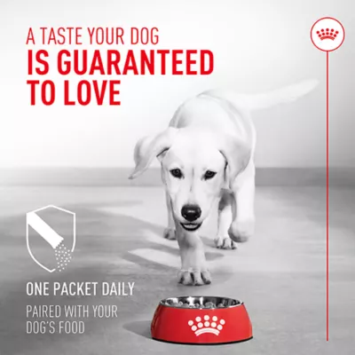 Product Royal Canin Probiotics for Dogs Digestive and Immune Health Powder Supplement