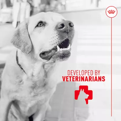 Product Royal Canin Digestive Supplement Soft Chews for Adult Dogs, 60 count