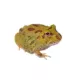 Product Fancy Pacman Horned Frog