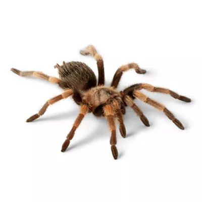 Product Mexican Red-Knee Tarantula