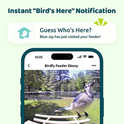 Product Birdfy Smart AI Solar Bird Feeder